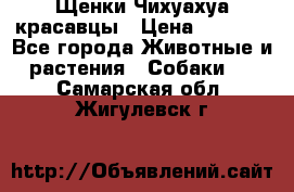 Щенки Чихуахуа красавцы › Цена ­ 9 000 - Все города Животные и растения » Собаки   . Самарская обл.,Жигулевск г.